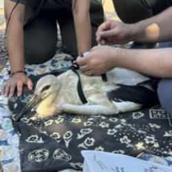 Yaren Leylek'in yavruları halkalandı, göç yolculukları takip altında