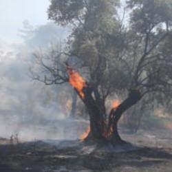 7 büyük yangın kontrol altına alındı, 3 noktada yangın devam ediyor