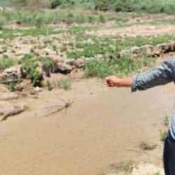 Hatay'da korkunç iddia: Bu dereden su içen hayvanlar bir bir ölüyor 