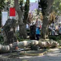 Ağaçtan kopan dal üzerlerine düştü: 1 ölü, 2 yaralı