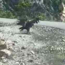 Artvin’de kartal yılan avlarken görüntülendi