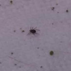 İstanbul'da görülen keneler zararlı mı? İl Sağlık Müdürü'nden açıklama geldi!