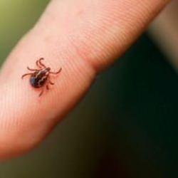 İstanbul'daki keneler zararlı mı, öldürücü mü? Müdürlük son noktayı koydu!