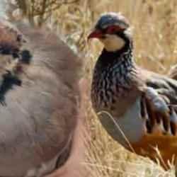 Keklikler doğaya neden salındı? Keklik kene yer mi?