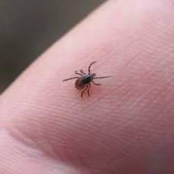 Kene vakaları giderek artıyor! Uzman isimden kritik uyarı: Bu giysilere dikkat!