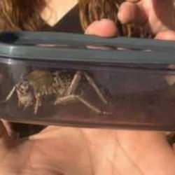 Kırşehir'de görenler şaşkına döndü: Yamyam tombul çekirge...