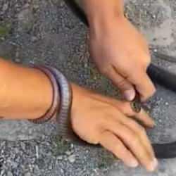 Parmağını yılana kaptırdı, soğukkanlılığı herkesi şaşırttı: Bırakın bir şey olmaz