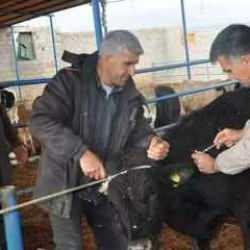 Bakanlıktan yeni şap hastalığı açıklaması!