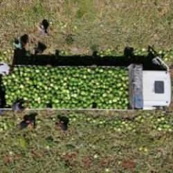 Tarlada kilosu 1-2 lira: Hasat devam ediyor