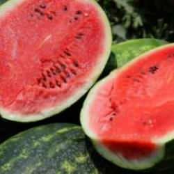 Tarladaki karpuz için öneri: "Belediyeler hasat edip ücretsiz dağıtsın"