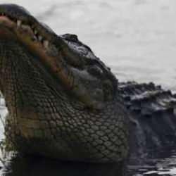Trump'ın yeni g&ouml;&ccedil;men politikası! Timsahlı adası a&ccedil;ıyor...