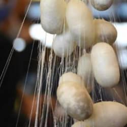 Türkiye'de koza üretiminin bu yıl 100 tonu aşması bekleniyor