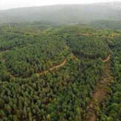 Valilik duyurdu: Bir ilde ormanlara giriş yasaklandı