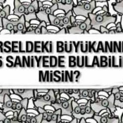 %99’u başarısız oluyor: Kurtlar arasında saklanan büyükanneyi 15 saniyede bul!