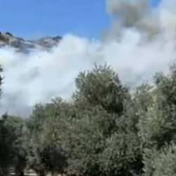 Aydın'da zeytinlik yangını