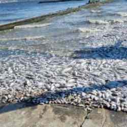 Balık ölümleri kapıda! Uzman isim uyardı: 'Yeniden olacak'