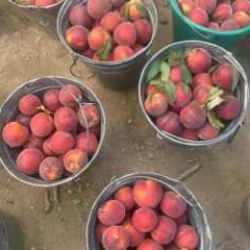 &Ccedil;ift&ccedil;inin y&uuml;z&uuml;n&uuml; g&uuml;ld&uuml;ren hasat başladı: Kilogram fiyatı 100 TL'yi buldu