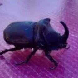 Dünyanın en güçlüsü ‘gergedan böceği’ Elazığ’da görüldü