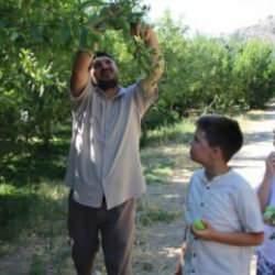 Elmaları satmayıp bahçesine gelenlere ikram ediyor