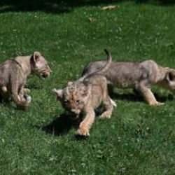 Erdoğan'a hediye edilen aslanların yeni doğan 3 yavrusuna isim aranıyor