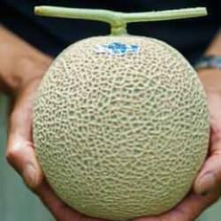 Fiyatı gram altından bile fazla! Bu kavunu satın alabilmek i&ccedil;in sıraya giriyorlar