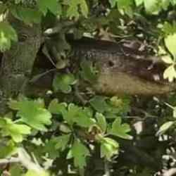 Hatay'da yılana benzerliğiyle dikkat çeken 1 buçuk metrelik kertenkele görüldü