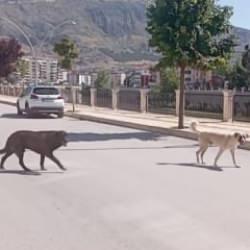 İşte Amasya sokakları! ‘Köpek çetesi’ halkı korkutuyor