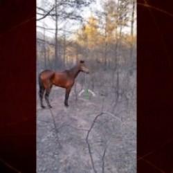 İzmir'de yürek burkan manzara! At yanıklar içinde şok geçirmiş halde bulundu