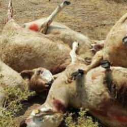 Kurtlar, 807 koyunluk sürüye saldırdı! 