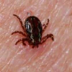 Kene kabusu sürüyor: Sağlık kuruluşunda çıkarttı ama kurtarılamadı