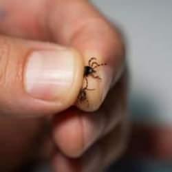 Kene riski Türkiye'de hangi bölgelerde yüksek? Uzmanı açıkladı...