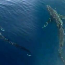 Ünlü sahilde korkutan görüntü! Balıkçılar bile şaştı kaldı: Devasa köpekbalığı görüldü