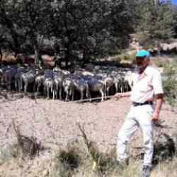 Pes dedirten olay: Ormana tavuk leşi attılar!