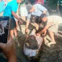 Tavuklara yem vermek istedi 8 metrelik pitona yem oldu