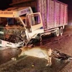 Yola çıkan geyik dehşeti yaşattı: 1 ölü, 1 yaralı!