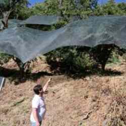 Geçen yıl ağaçta bırakılan mahsul, bu yıl korumaya alındı