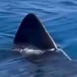 ‘Antalya’da köpek balığı görüldü’ iddiası yalanlandı