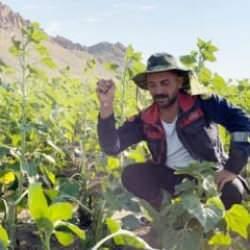 Tarlaları talan eden bu hayvan &ccedil;ift&ccedil;ilere bela oldu!