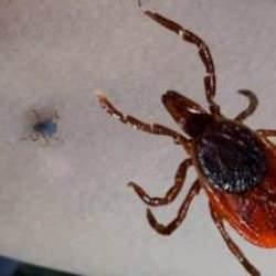 Bir kene vakası daha: Yaşlı adam hayatını kaybetti