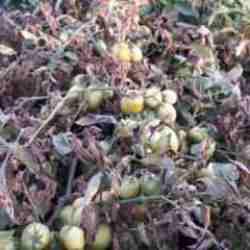 Çiftçinin hasadı riskte! 'Pas akarı' uyarısı yapıldı 