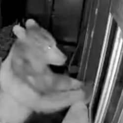 Hırsız ayı iş başında: İş&ccedil;ilerin barakasına b&ouml;yle girdi