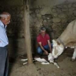 Malatya'da d&uuml;nyaya gelen &ccedil;ift başlı buzağı g&ouml;renleri şoke etti 