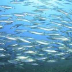 Ne mezgit ne somon! Bu balıktan yiyen kendini yeniliyor