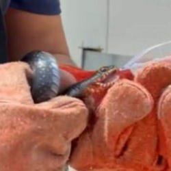 Osmaniye&rsquo;de evin bah&ccedil;esine giren yılana itfaiye eri su i&ccedil;irdi