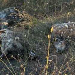 Pendik'te sokak köpekleri ağıla girip dehşet saçtı: 5 koyun telef oldu, 1 koyun yaralandı