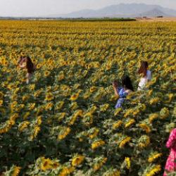 Tarlalar doğal st&uuml;dyoya d&ouml;n&uuml;şt&uuml;! G&uuml;n doğumu ve batımında ayrı g&uuml;zel