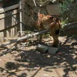 Tavuk kümesinde onu görenler şaşkına döndü!