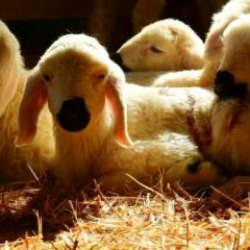 TİGEM 2 bin kuzu satacak