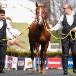 TİGEM 59 safkan Arap koşu tayı satacak