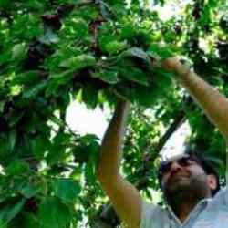 Türkiye için önemli bölge! Hasat dönemi başladı: Bu yıl 150 TL'den...